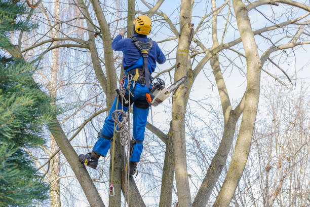 How Our Tree Care Process Works  in  Broadview, IL